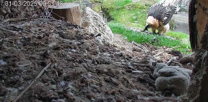 Mascha vertritt sich die Beine 31.03.25