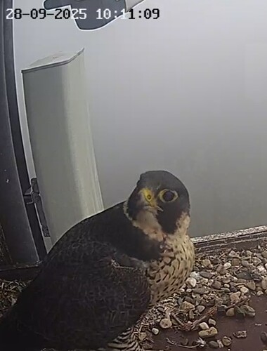 Screenshot_20250928_101121_Chrome