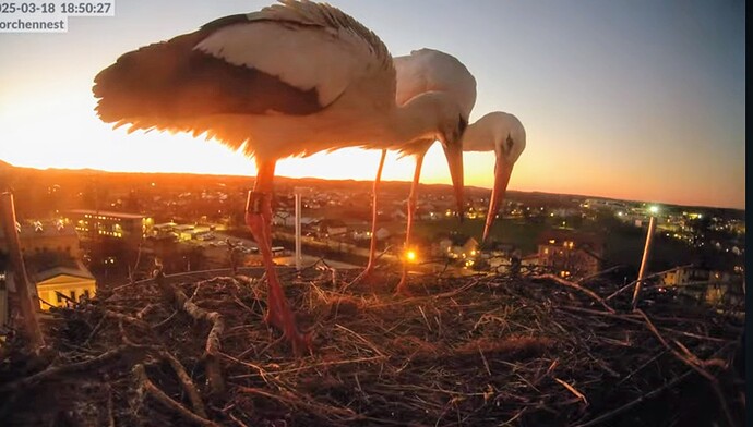 Screenshot_2025-03-18-19-24-50-244_com.google.android.youtube