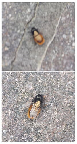 Snap_2025.04.05_16h40m55s_005_