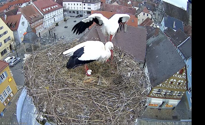 Bild