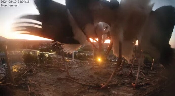 Screenshot_20240810_232012_YouTube