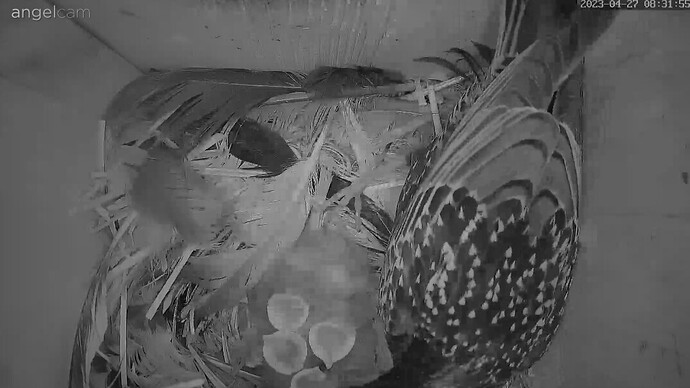 2023-04-27 08_32_13-LBV-Staren Webcam im Oberallgäu - LBV - Gemeinsam Bayerns Natur schützen und 1 w