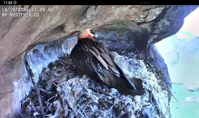 Screenshot_20251014-115328~2