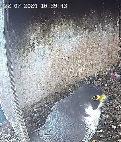 Screenshot_20240722_113607_Chrome