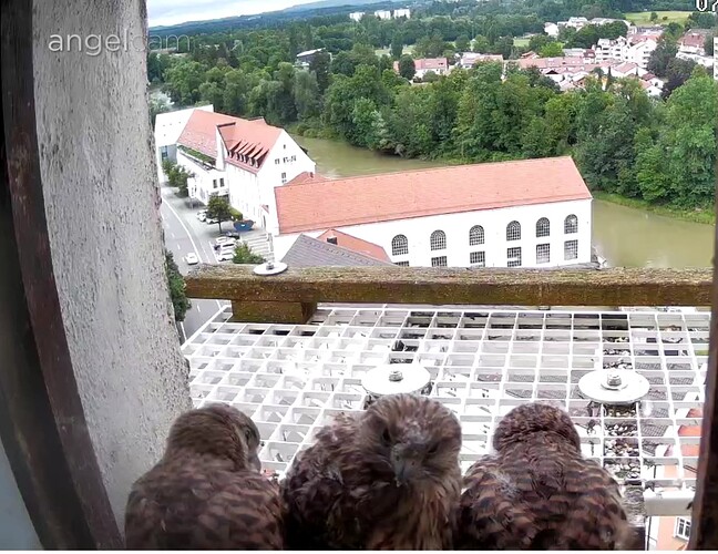 Screenshot_20240707-161349~2