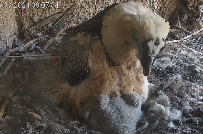 Hans mit Küken 25.03.24