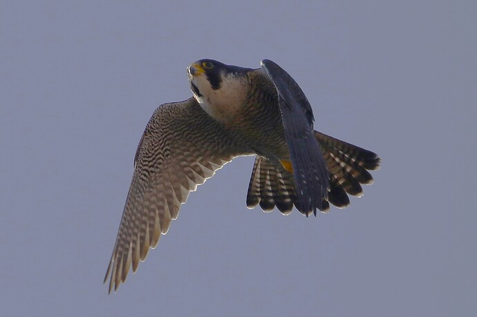 Falco Start 4b
