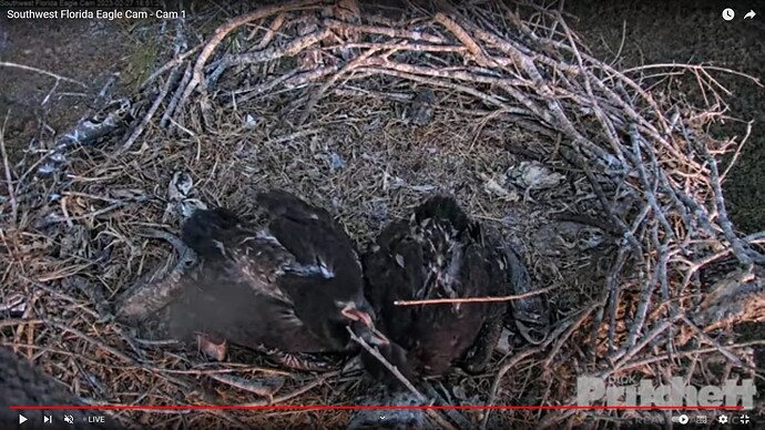swfl_230227_Es_beaki