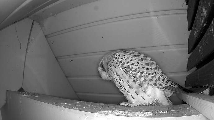 MDalarm_20251124_163659.avi_snapshot_00.09.972