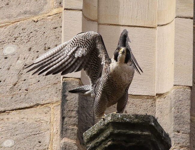 Wanda Osterflug 1