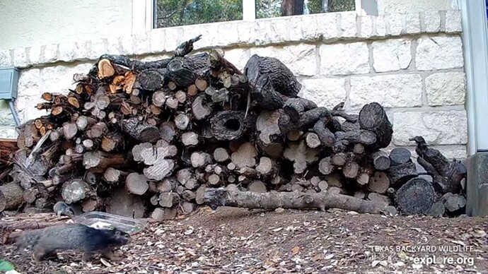 txb_230518_squirrels