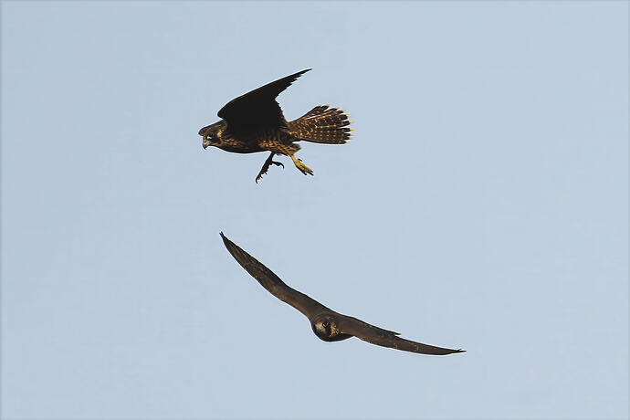 Jungfalken abends 2a