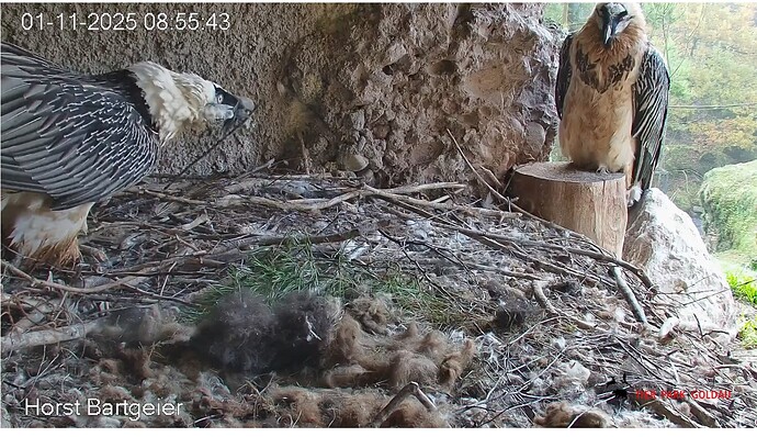 Screenshot_20251101-085655~2