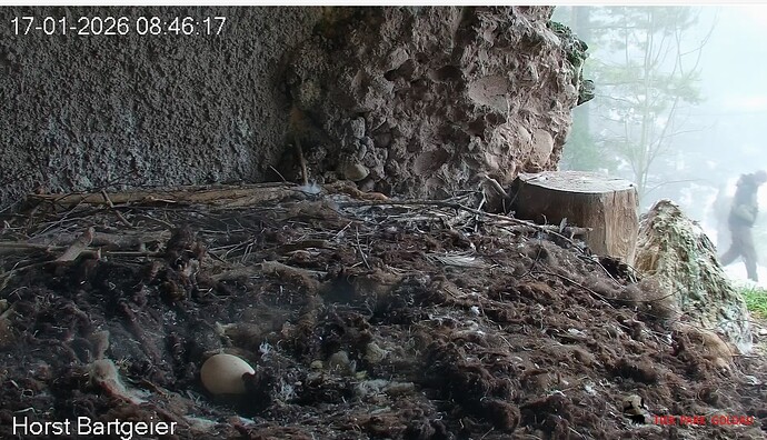 Hans hat das Ei verlassen, Mensch da 17.01.26