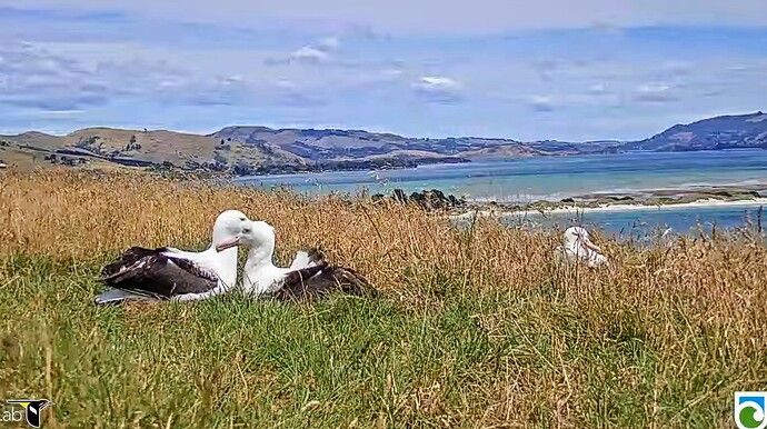 Screenshot_2024-02-04-05-33-19-588_com.google.android.youtube