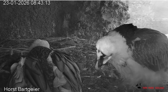 Hans zu Besuch 23.01.26