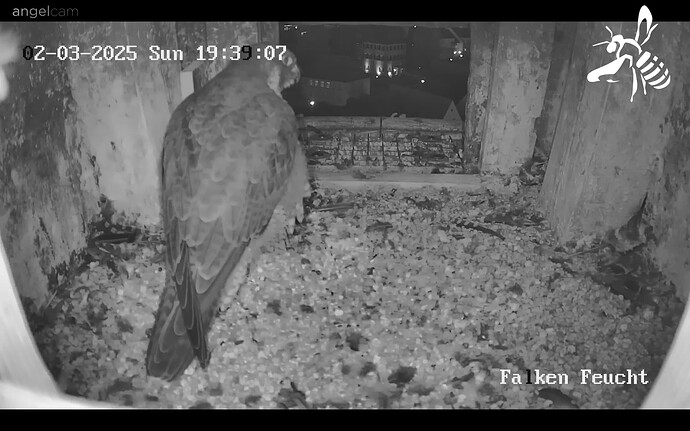 Screenshot_20250302-183931_Chrome