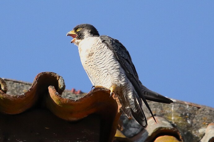 Falco abends 1b