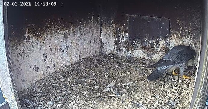 Screenshot_20260302_145130_Chrome