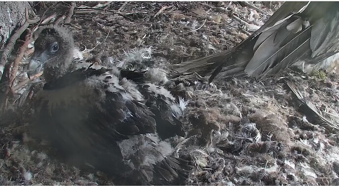 Mascha geht nach der Fütterung 25.04.24