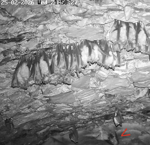 2026-02-25_2 ab 21.00 Wimpi