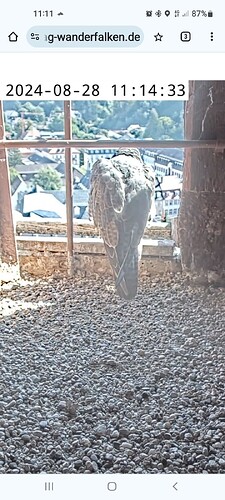 Screenshot_20240828-111153_Chrome