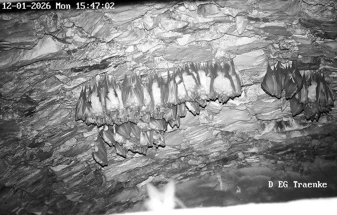 2026-01-12_2 ab 15.00 Langohr  am Türrahmen