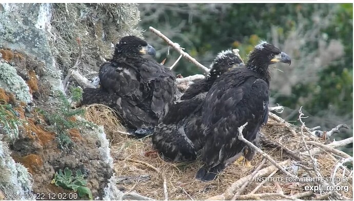 Screenshot 2024-04-22 213824