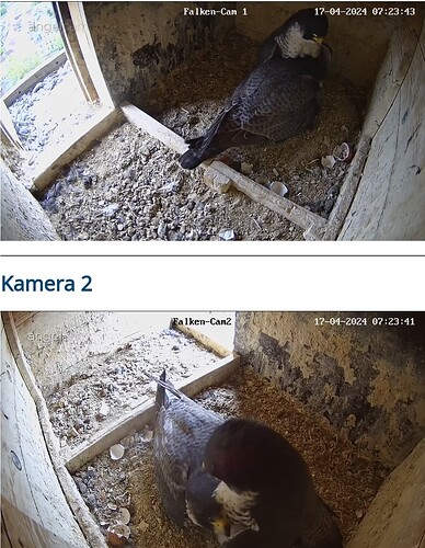 Screenshot_20240417_072423_Chrome