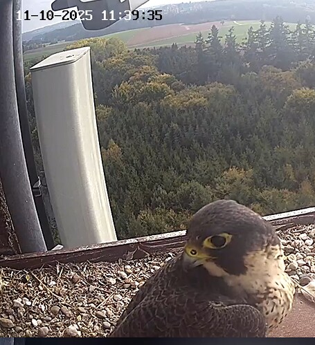 Capture+_2025-10-11-11-39-46(1)