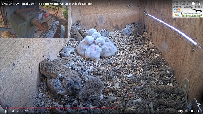LOFL_230411_chicks