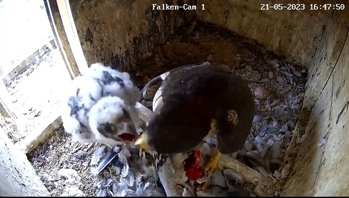 Screenshot_20230521_164811_Chrome