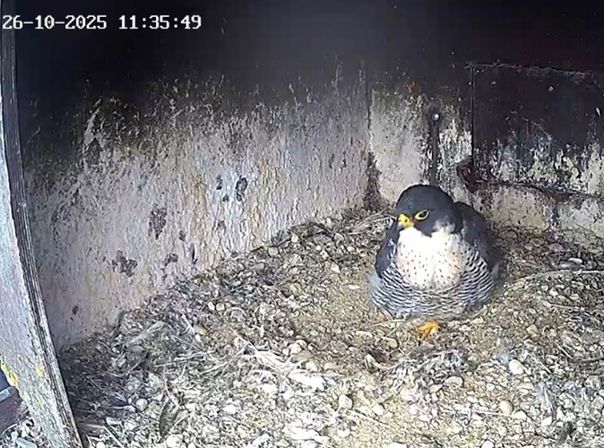 Screenshot_20251026_113003_Samsung Internet