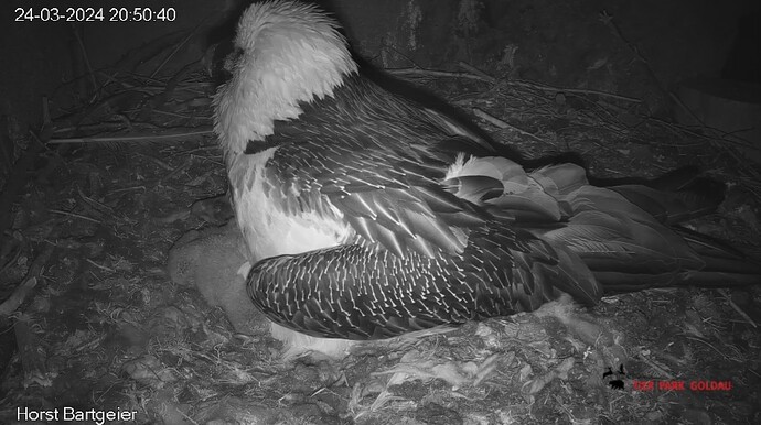 Screenshot_20240324_205050_Chrome