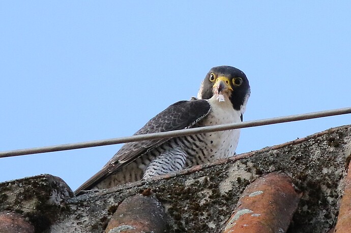 Falco mit Beute 2