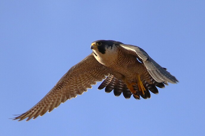Falco abends 7