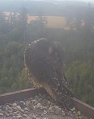 Screenshot_20240712_053302_Chrome