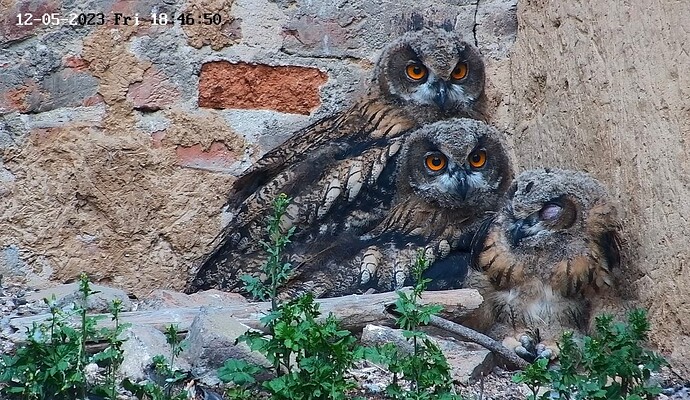 Screenshot_20230512_184725_Firefox