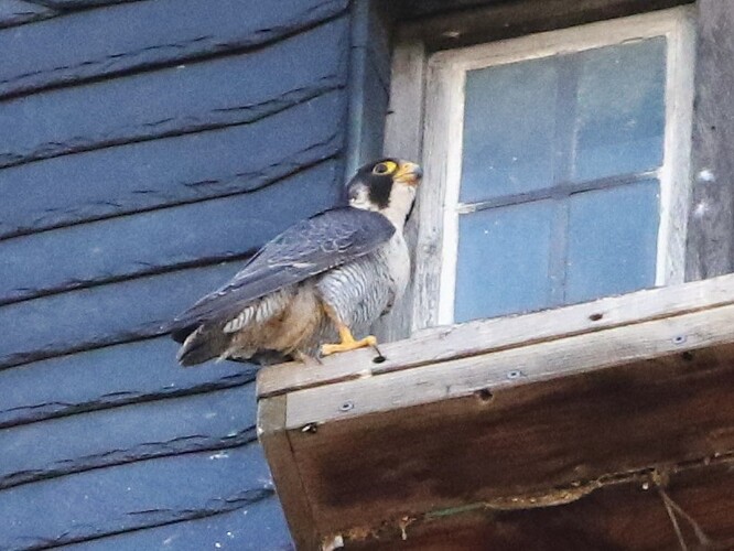 Falco am Brett