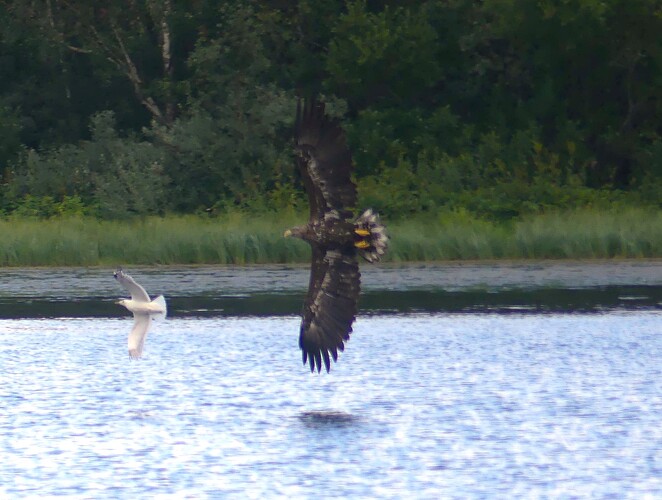 Adler Mövenjagd 2a