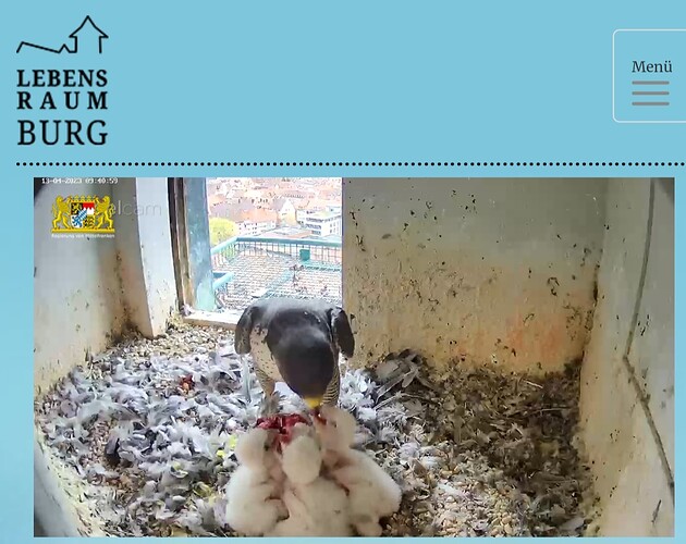 Screenshot_20230413_094119_Samsung Internet