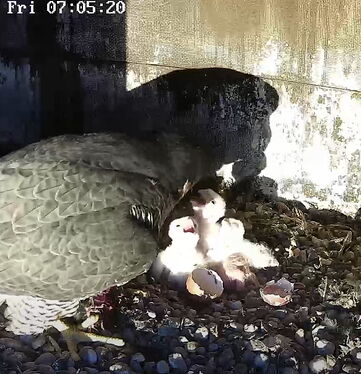 Snap_2024.04.05_07h05m47s_003_