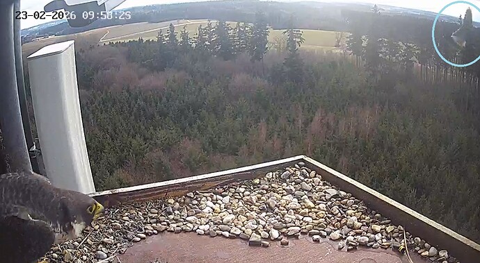 Freddy_Frieda_Flugshow