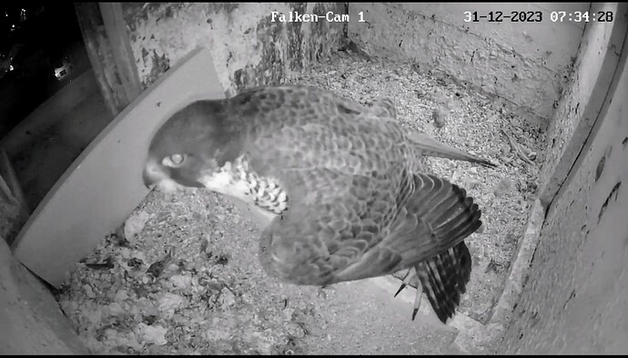 Screenshot_2023-12-31-07-34-43-008_com.android.chrome