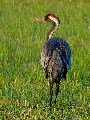 DSC07042