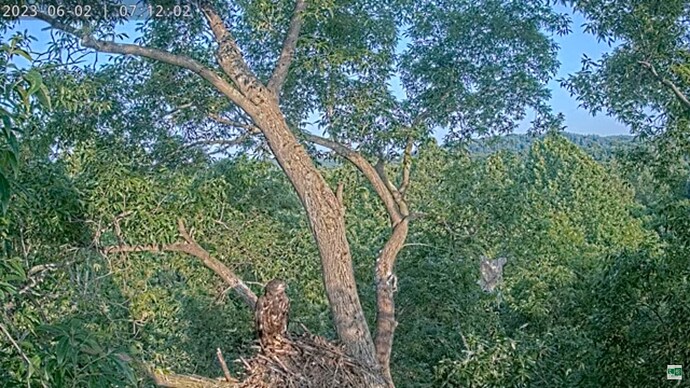 DuVI_230602_DG5_Nest_broken