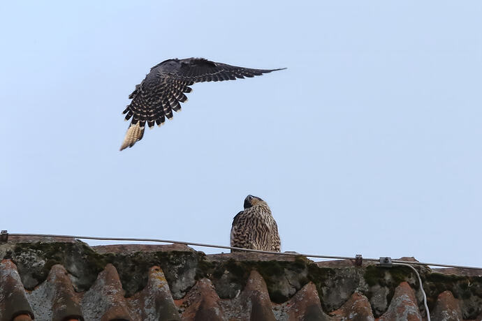 Jungfalken 4a