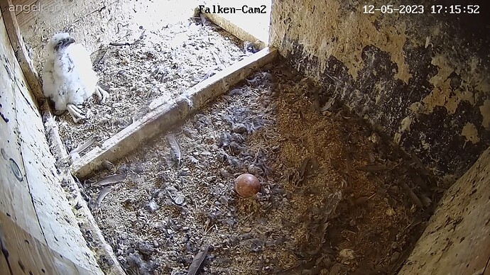 2023-05-12 17_16_36-Clipboard