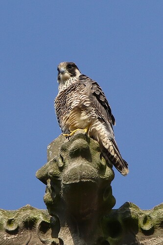 Jungfalke 3